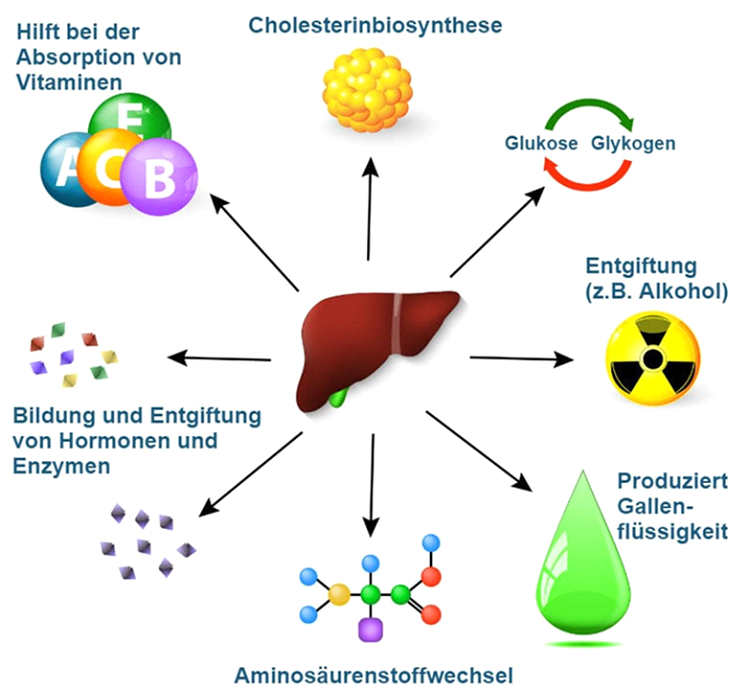Vita Amaraxanthin – Bitterstoffe für Leber & Verdauung - Swiss Health Care AG